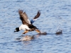 Common Goldeneye