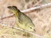 Orange-crowned Warbler