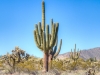 Saguaro