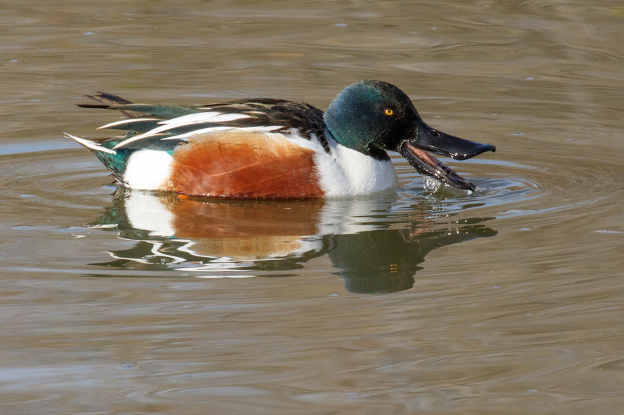 Northern Shoveler