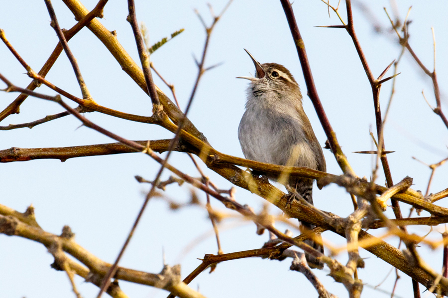 Bewick\'s Wren