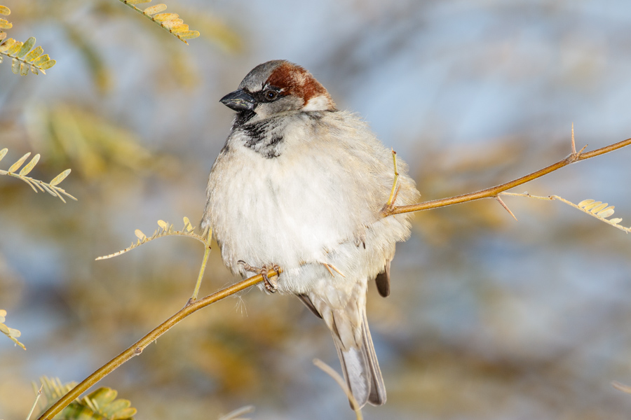 House Sparrow