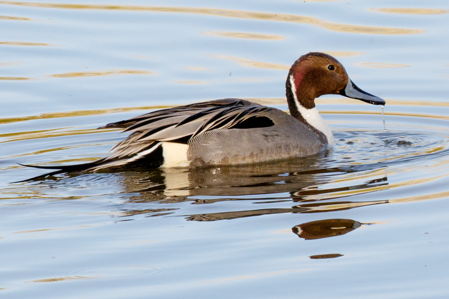 Northern Pintail