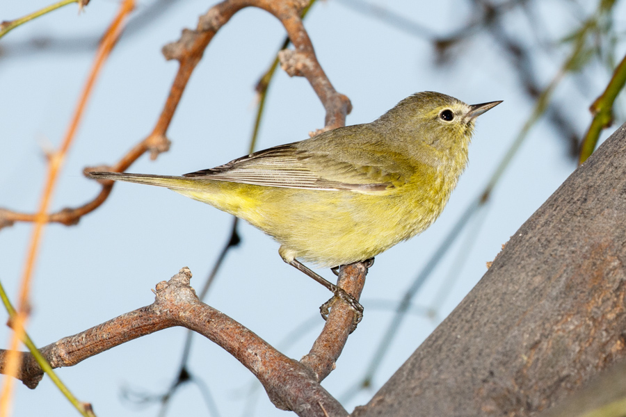 Orange-crowned Warbler