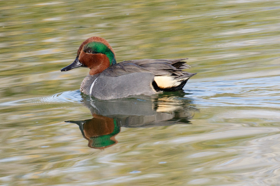 Green-winged Teal