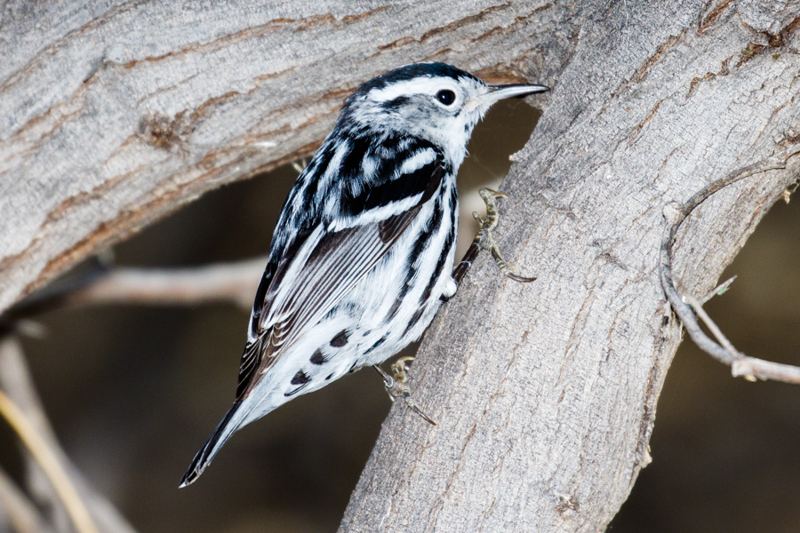 Black-and-white Warbler