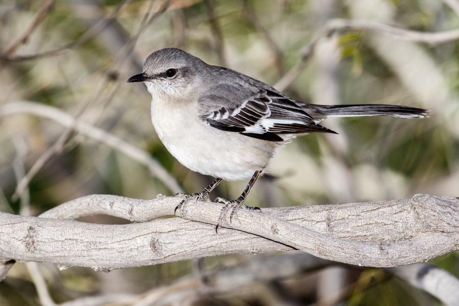 Northern Mockingbird