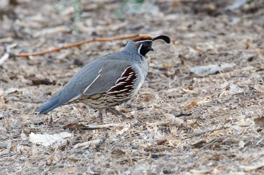 Gambel\'s Quail