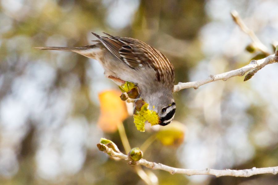 White-crowned Sparrow