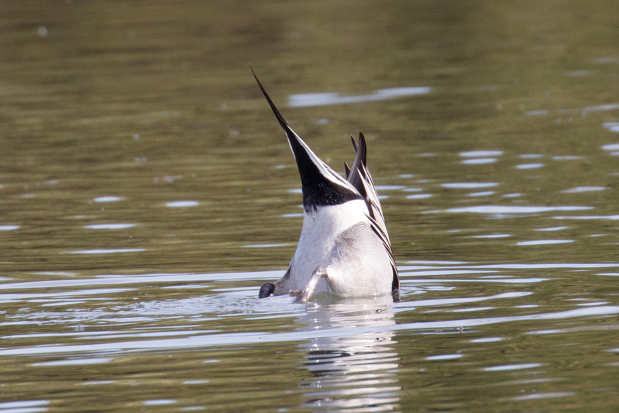 Northern Pintail