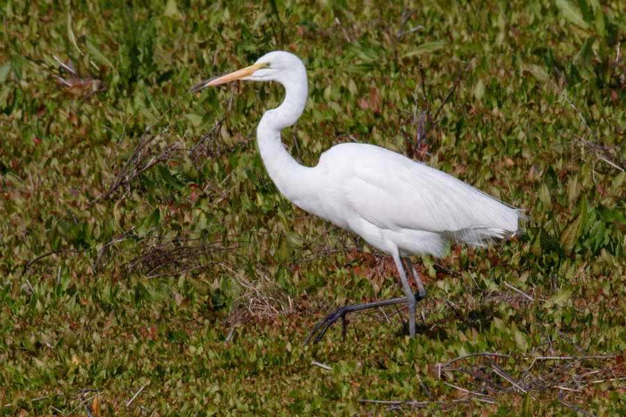 Great Egret