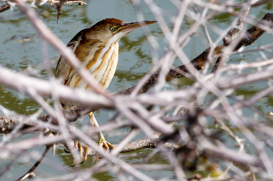 Least Bittern