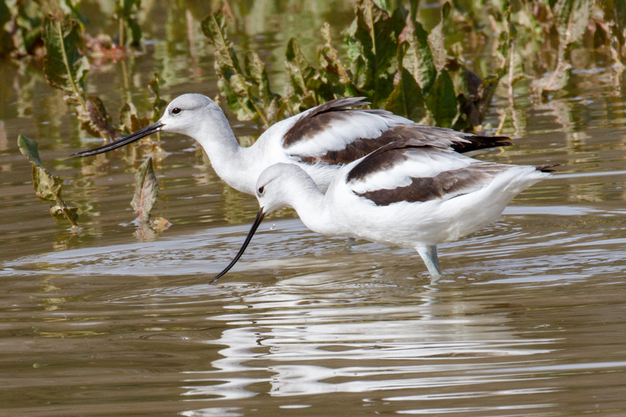 American Avocet