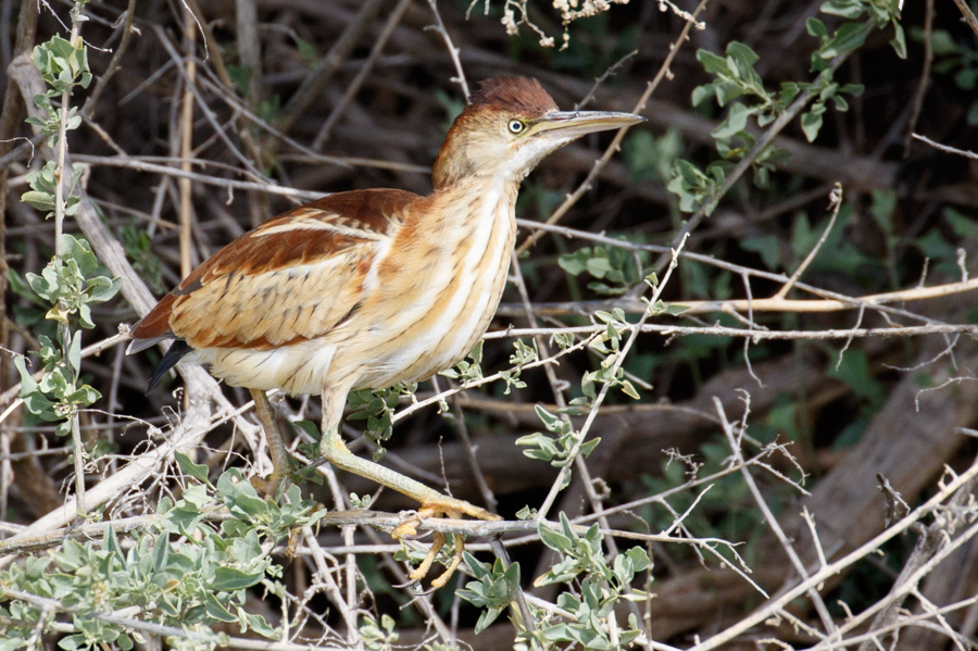 Least Bittern