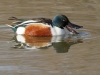 Northern Shoveler