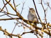 Bewick's Wren