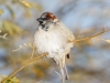 House Sparrow