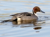 Northern Pintail