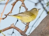 Orange-crowned Warbler