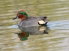 Green-winged Teal