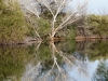 View across Pond 1