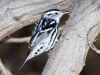 Black-and-white Warbler