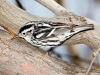 Black-and-white Warbler