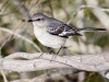 Northern Mockingbird