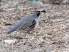 Gambel's Quail