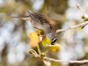 White-crowned Sparrow