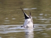 Northern Pintail