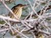 Least Bittern