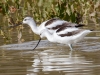 American Avocet