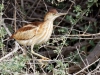 Least Bittern