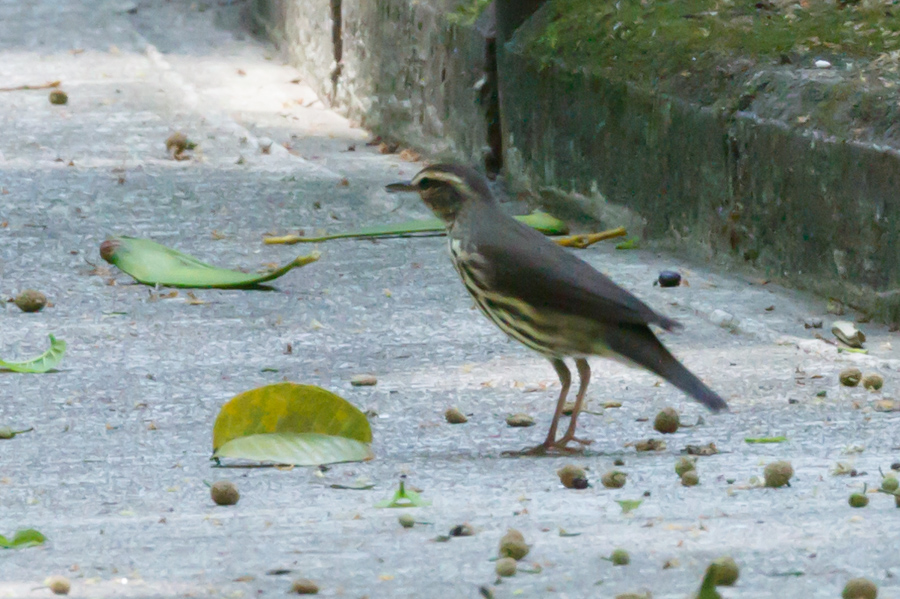 Northern Waterthrush