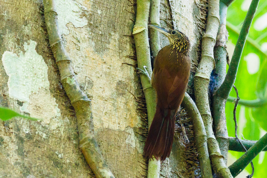 Cocoa Woodcreeper