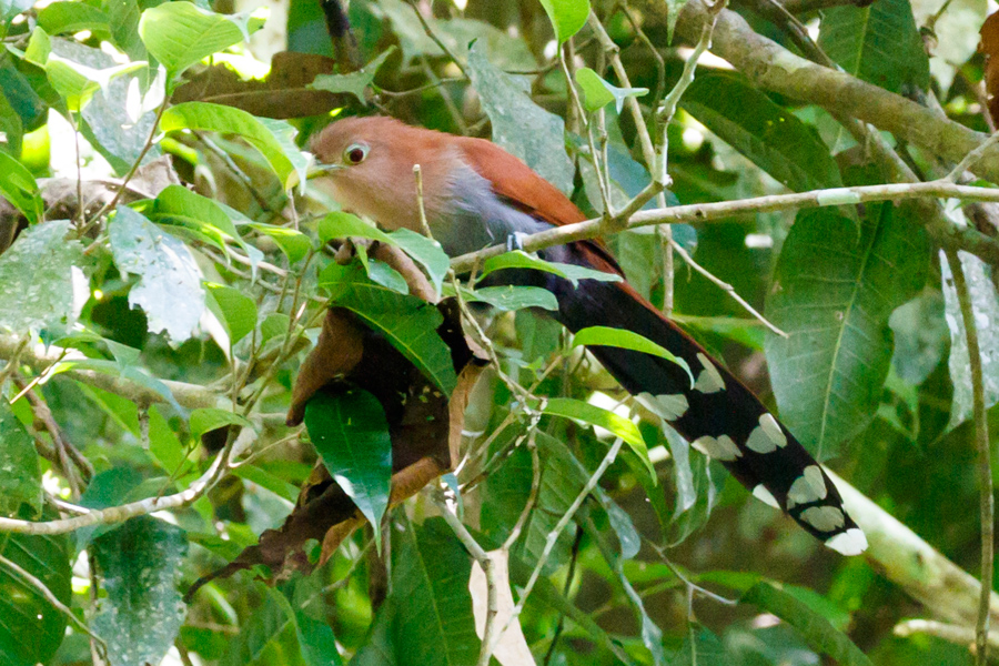 Squirrel Cuckoo