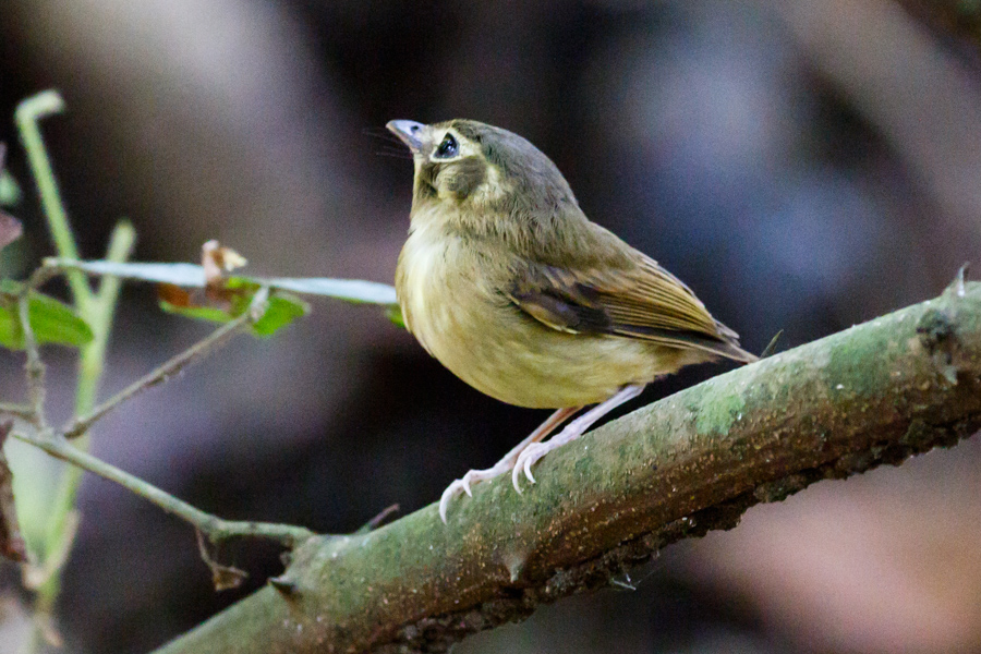 Stub-tailed Spadebill