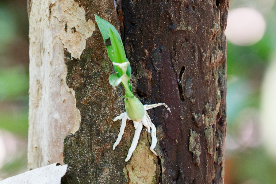 Plant sprouting on tree