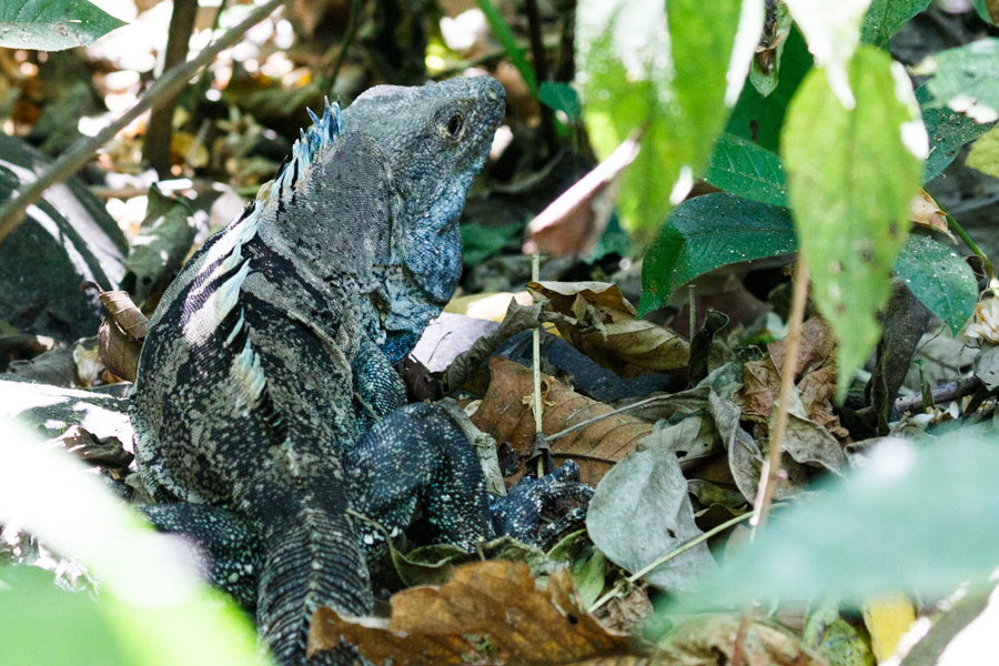 Black Spiny-tailed Iguana