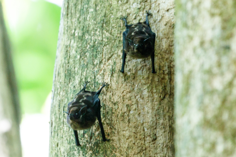 White Line Bats