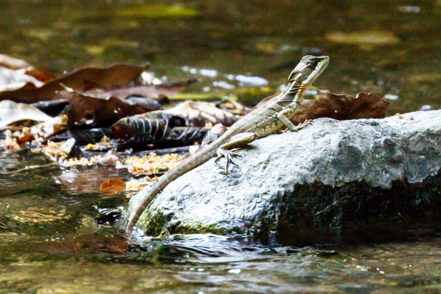 Common Basilisk