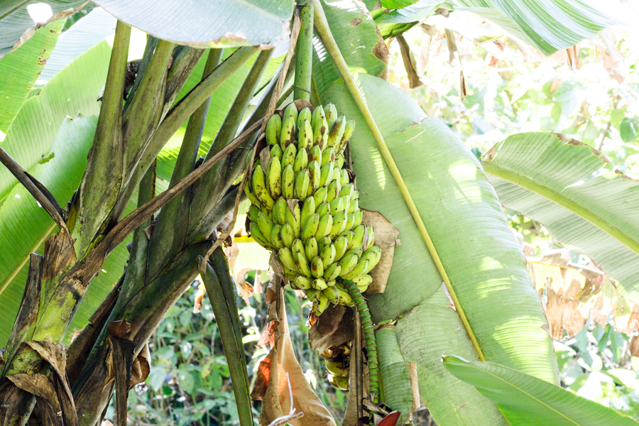 Plantains