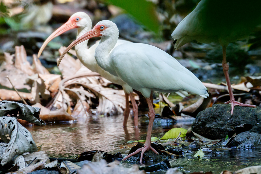 White Ibis