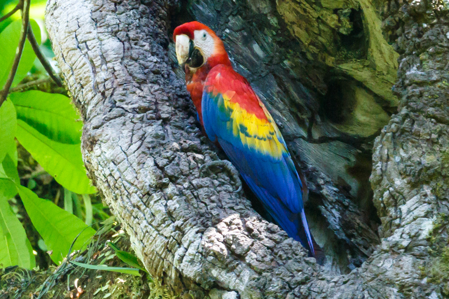 Scarlet Macaw