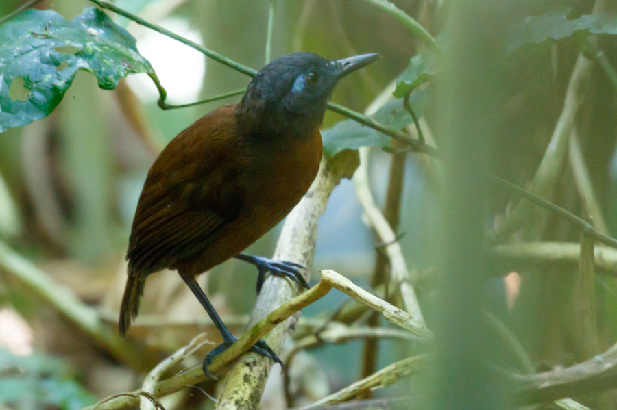 Chestnut-backed Antbird