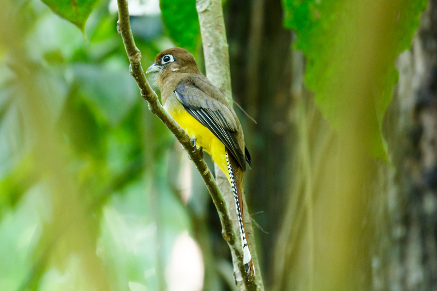 Black-throated Trogon