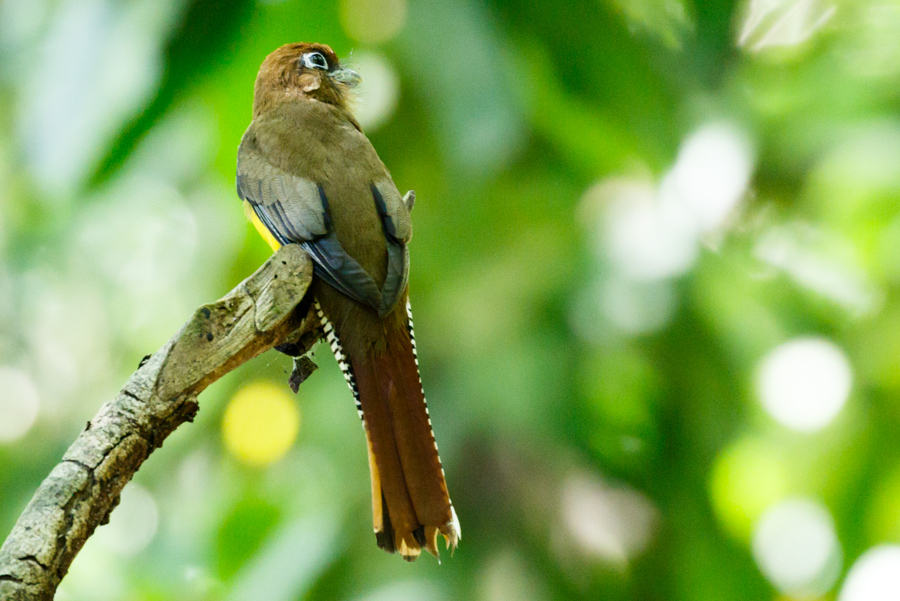 Black-throated Trogon