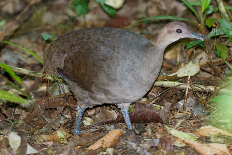 Great Tinamou