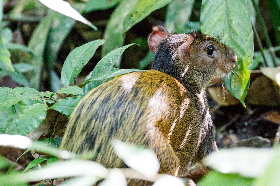 Agouti